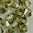 Swarovski Perlen 5301 Doppelkegel 5 mm jonquil satin (SF)