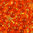 Miyuki Tropfen Perlen 3,4mm DP 8° orange mit Silbereinzug 10g