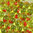 Miyuki Tropfen Perlen 3,4mm DP F28 oliv - rotem Farbeinzug 10g