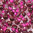 Miyuki Tropfen Perlen 3,4mm DP F32 amethyst - himbeer Farbeinzug 10g