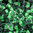Miyuki Tropfen Perlen 3,4mm DP F10^ crystal - neon grüner Farbeinzug 10g