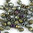 Glasschliffperlen 2,5 mm braun iris metallic matt