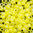 Toho Rocailles 11/0 Fb-Nr. 175 F lemon iris matt 10g