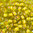 Toho Rocailles 8/0 Fb-Nr. 302^ jonquil mit apricot Farbeinzug 10g