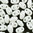 MiniDuo Beads weiß gelüstert 2 x 4mm 10g