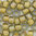 Toho Rocailles 8/0 Fb-Nr. 390 hell topaz - sunflower Farbeinzug 10g