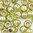 Toho Rocailles 6/0 Fb-Nr. 991 hell oliv iris mit Goldeinzug 10g